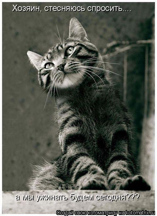 Котоматрица: Хозяин, стесняюсь спросить.... а мы ужинать будем сегодня???