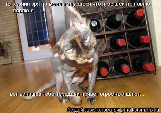 ты хозяин зря на меня жалуешься что я мышей не ловлю ловлю я вот винишка тебе передали привет огромн... Котоматрица: ты хозяин зря на меня жалуешься что я мышей не ловлю ловлю я вот винишка тебе передали привет огромный шлют...