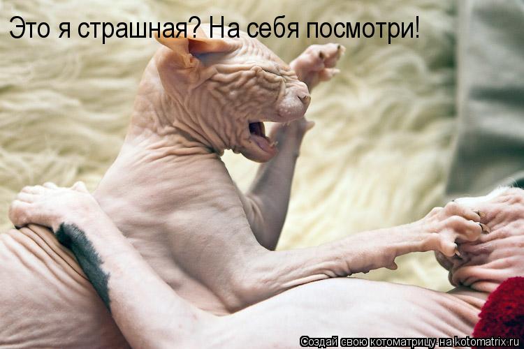Котоматрица: Это я страшная? На себя посмотри!