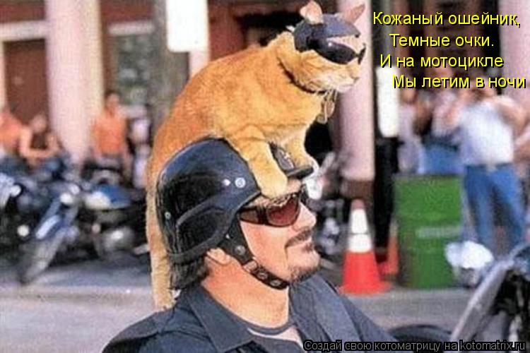 Котоматрица: Кожаный ошейник, Темные очки. И на мотоцикле Мы летим в ночи