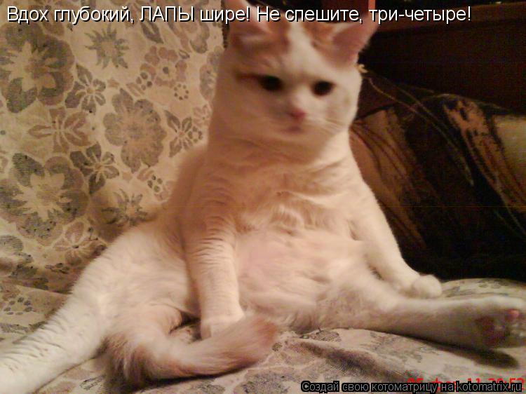Котоматрица: Вдох глубокий, ЛАПЫ шире! Не спешите, три-четыре!