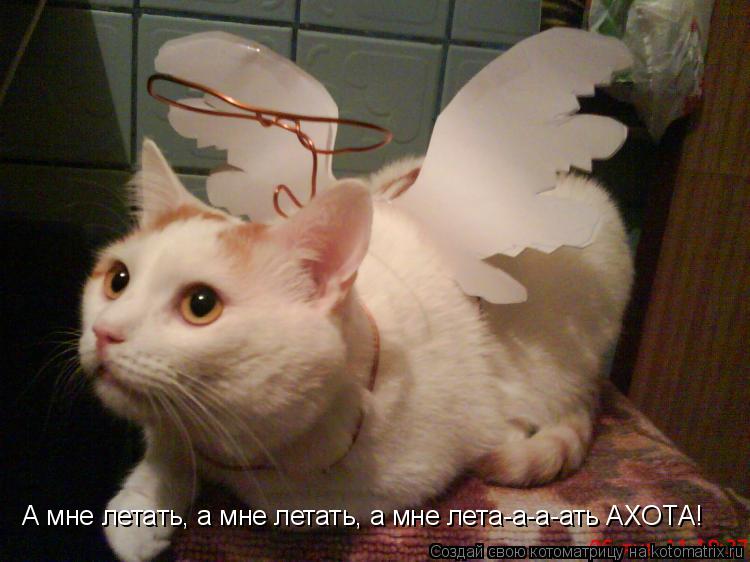 Котоматрица: А мне летать, а мне летать, а мне лета-а-а-ать АХОТА!