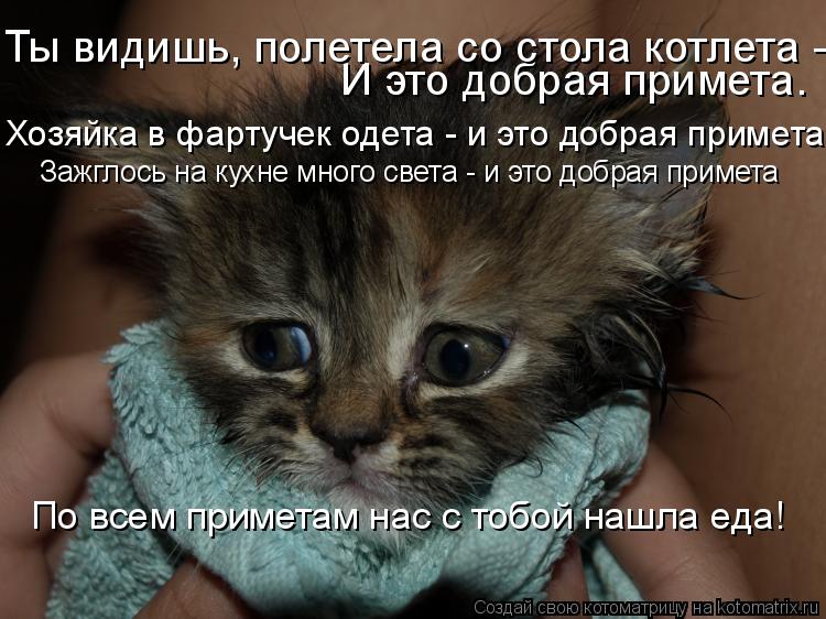 Котоматрица: И это добрая примета. Ты видишь, полетела со стола котлета -  По всем приметам нас с тобой нашла еда! Хозяйка в фартучек одета - и это добрая пр