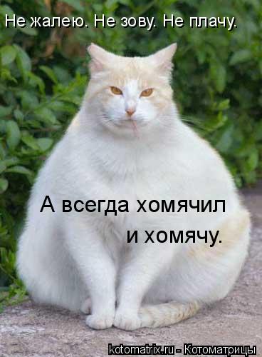 Котоматрица: Не жалею. Не зову. Не плачу. А всегда хомячил  и хомячу.
