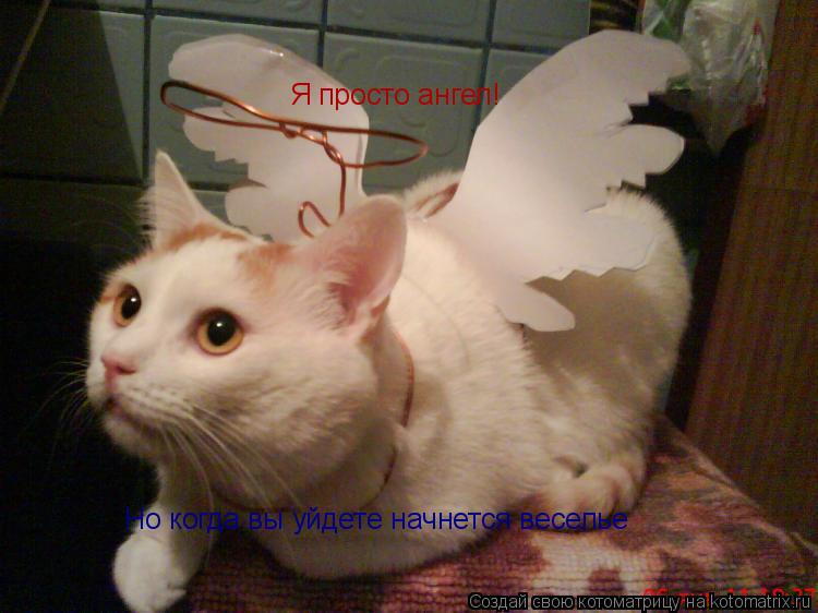 Котоматрица: Я просто ангел! Но когда вы уйдете начнется веселье