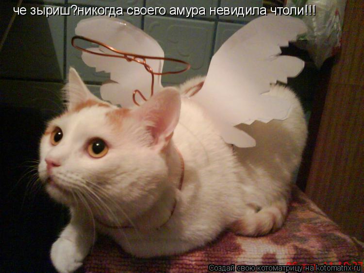 Котоматрица: че зыриш?никогда своего амура невидила чтоли!!!