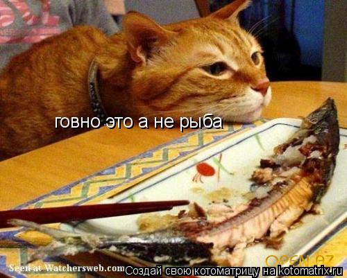 Котоматрица: говно это а не рыба
