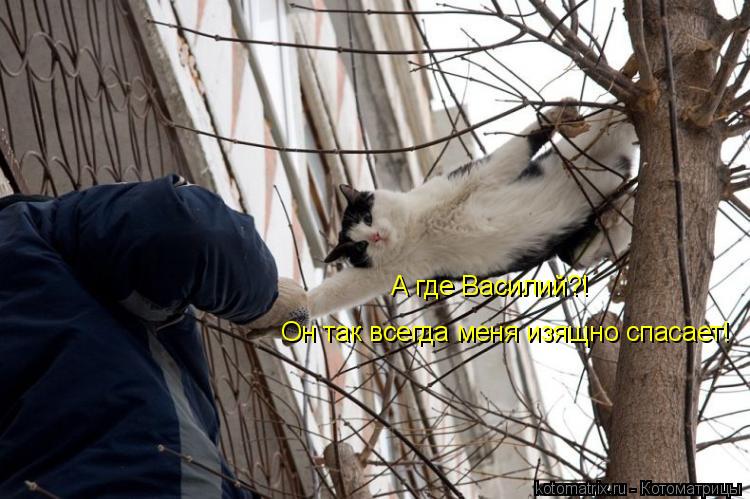 Котоматрица: А где Василий?! Он так всегда меня изящно спасает!