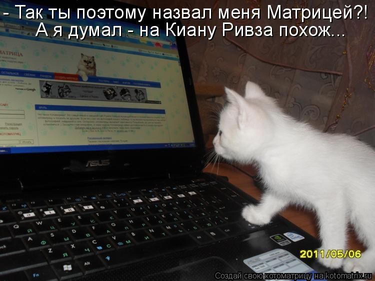 Котоматрица: - Так ты поэтому назвал меня Матрицей?! А я думал - на Киану Ривза похож...