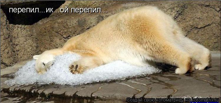 Котоматрица: перепил...ик...ой перепил...