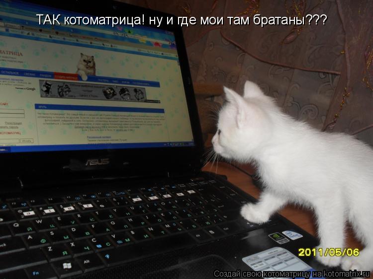 Котоматрица: ТАК котоматрица! ну и где мои там братаны???