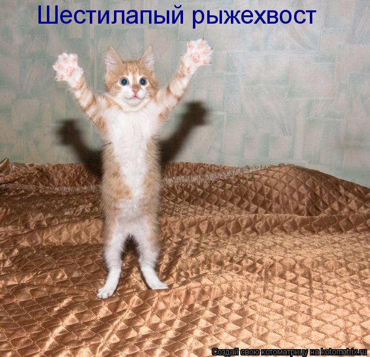 Котоматрица: Шестилапый рыжехвост