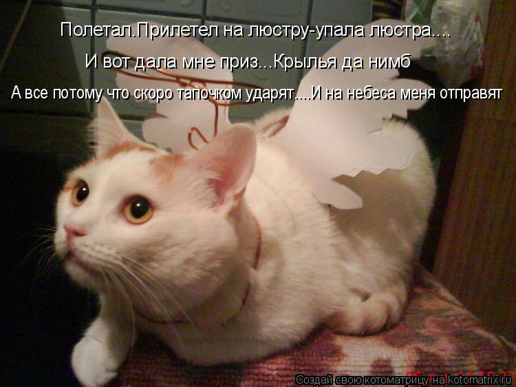 Котоматрица: Полетал.Прилетел на люстру-упала люстра.... И вот дала мне приз...Крылья да нимб А все потому что скоро тапочком ударят....И на небеса меня отпр