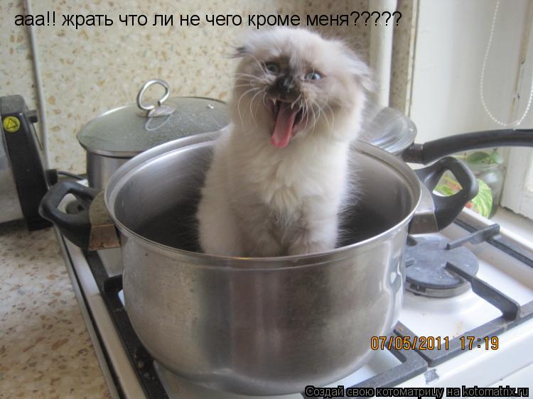Котоматрица: ааа!! жрать что ли не чего кроме меня?????
