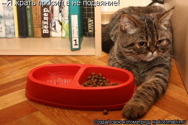 Котоматрица: --Я жрать просил,а не подаяние!