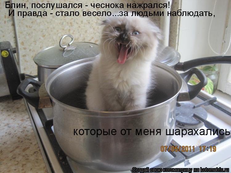 Котоматрица: Блин, послушался - чеснока нажрался!  И правда - стало весело...за людьми наблюдать,   которые от меня шарахались