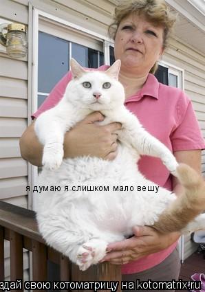 Котоматрица: я думаю я слишком мало вешу