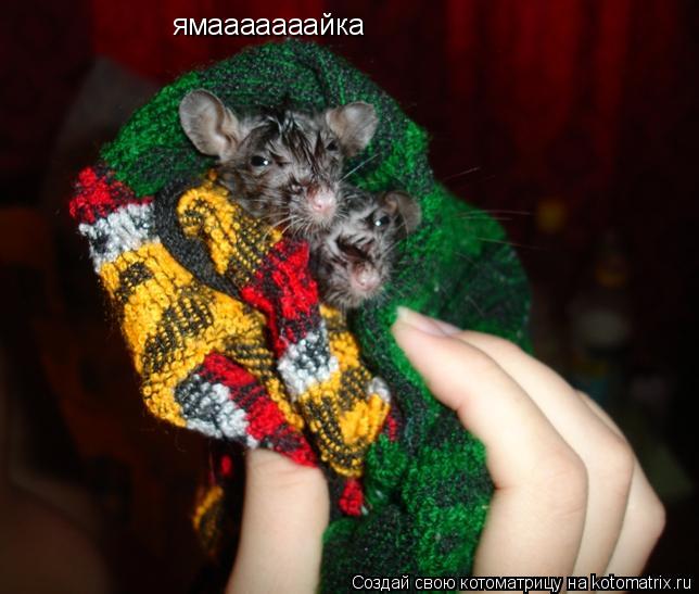 Котоматрица: ямааааааайка