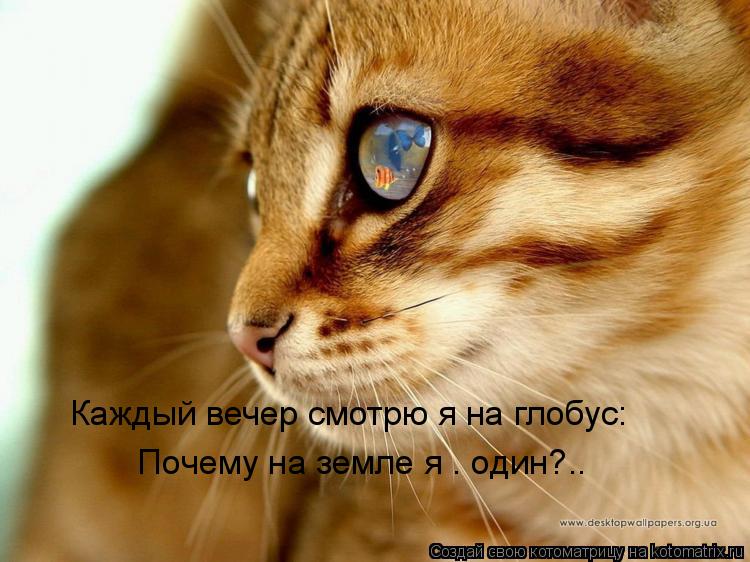 Котоматрица: Каждый вечер смотрю я на глобус:   Почему на земле я — один?..