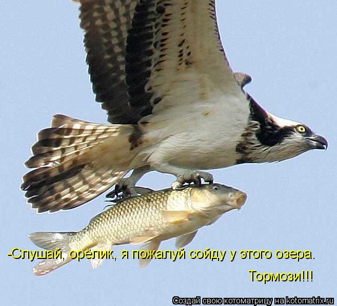 Котоматрица: -Слушай, орёлик, я пожалуй сойду у этого озера. Тормози!!!