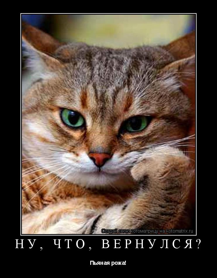 Котоматрица: Ну, что, вернулся? Пьяная рожа!
