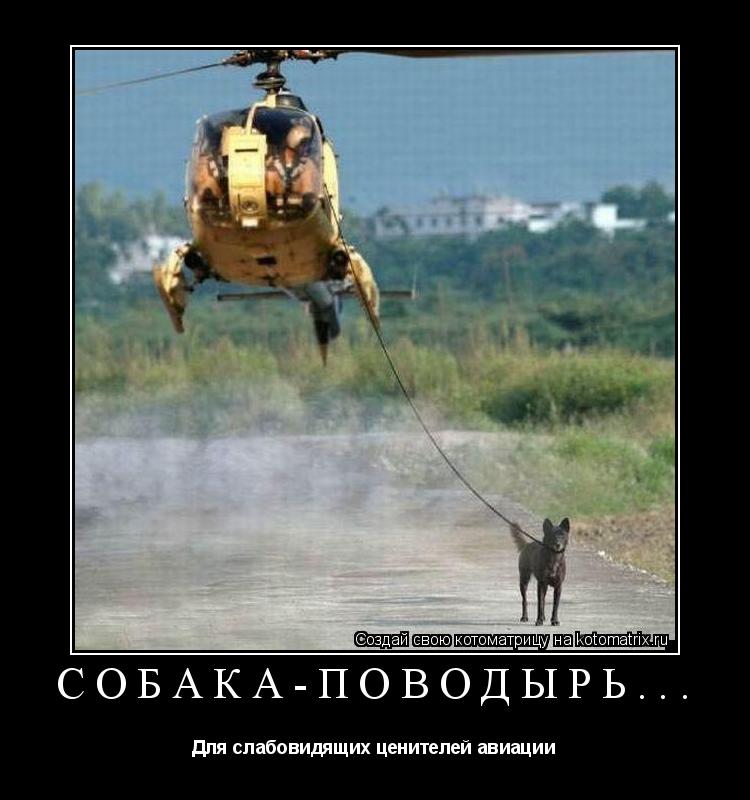 Котоматрица: Собака-поводырь... Для слабовидящих ценителей авиации
