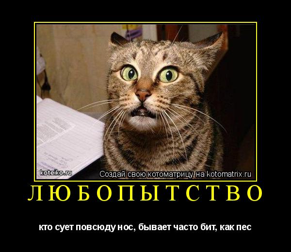Котоматрица: любопытство кто сует повсюду нос, бывает часто бит, как пес