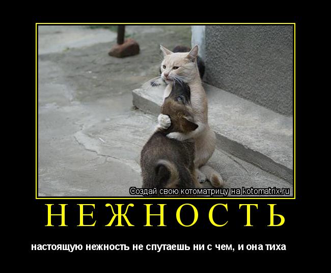 Котоматрица: нежность настоящую нежность не спутаешь ни с чем, и она тиха     
