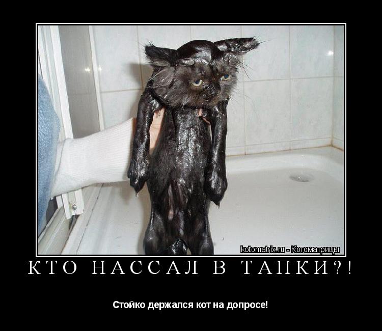 Котоматрица: КТО НАССАЛ В ТАПКИ?! Стойко держался кот на допросе!