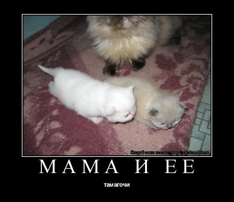 Котоматрица: Мама и ее тамагочи