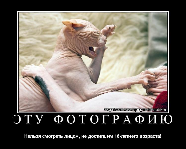 Котоматрица: Эту фотографию Нельзя смотреть лицам, не достигшим 16-летнего возраста!