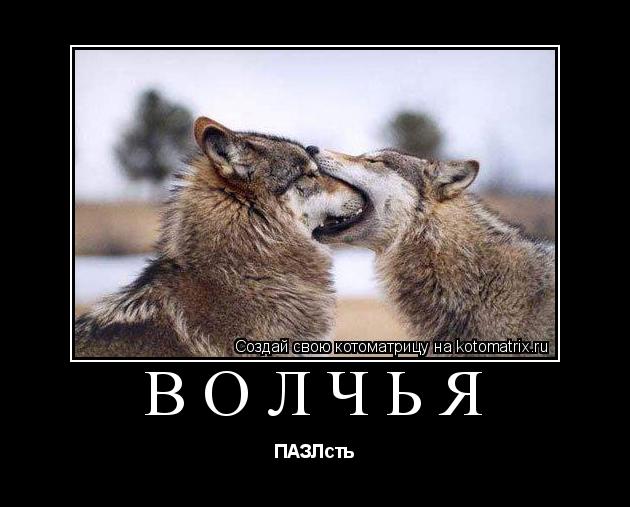 Котоматрица: Волчья ПАЗЛсть