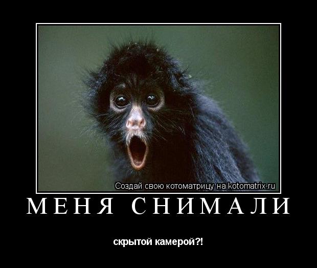 Котоматрица: Меня снимали скрытой камерой?!