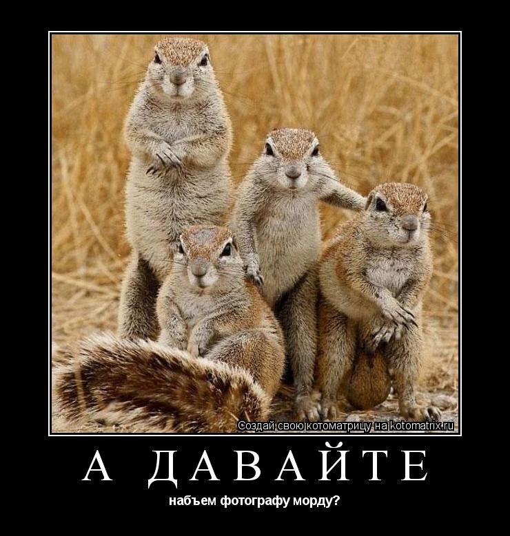 А давайте набъем фотографу морду?... Котоматрица: А давайте набъем фотографу морду?