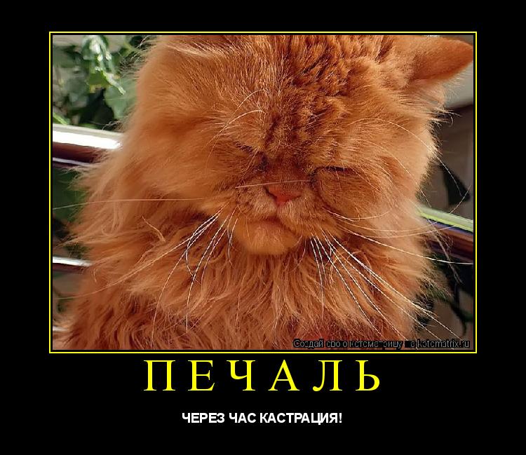 ПЕЧАЛЬ ЧЕРЕЗ ЧАС КАСТРАЦИЯ!... Котоматрица: ПЕЧАЛЬ ЧЕРЕЗ ЧАС КАСТРАЦИЯ!