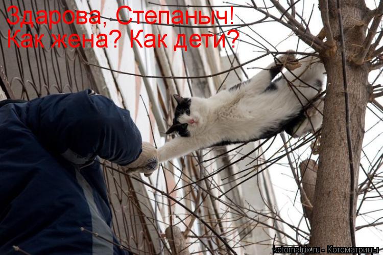 Котоматрица: Здарова, Степаныч! Как жена? Как дети?