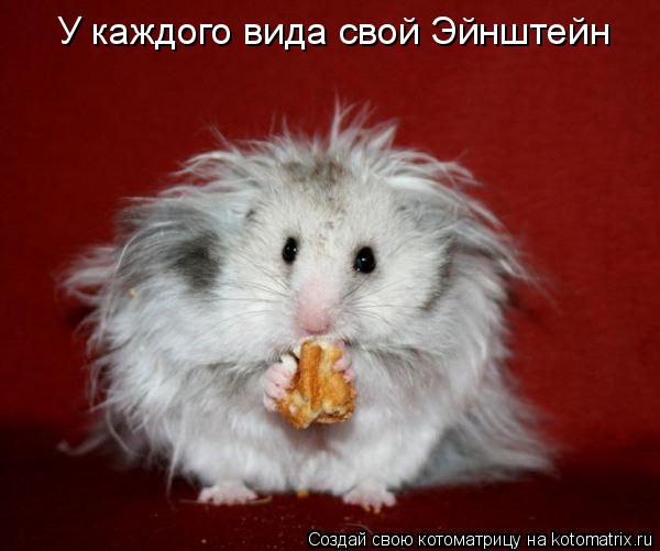 Котоматрица: У каждого вида свой Эйнштейн