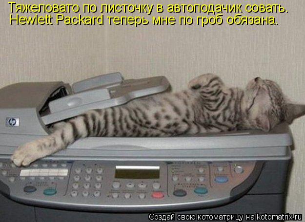 Котоматрица: Тяжеловато по листочку в автоподачик совать. Hewlett Packard теперь мне по гроб обязана.