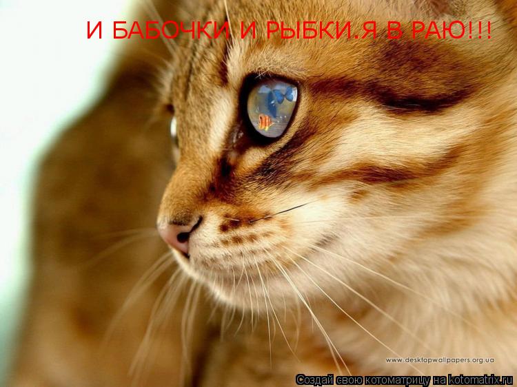 Котоматрица: И БАБОЧКИ И РЫБКИ.Я В РАЮ!!!