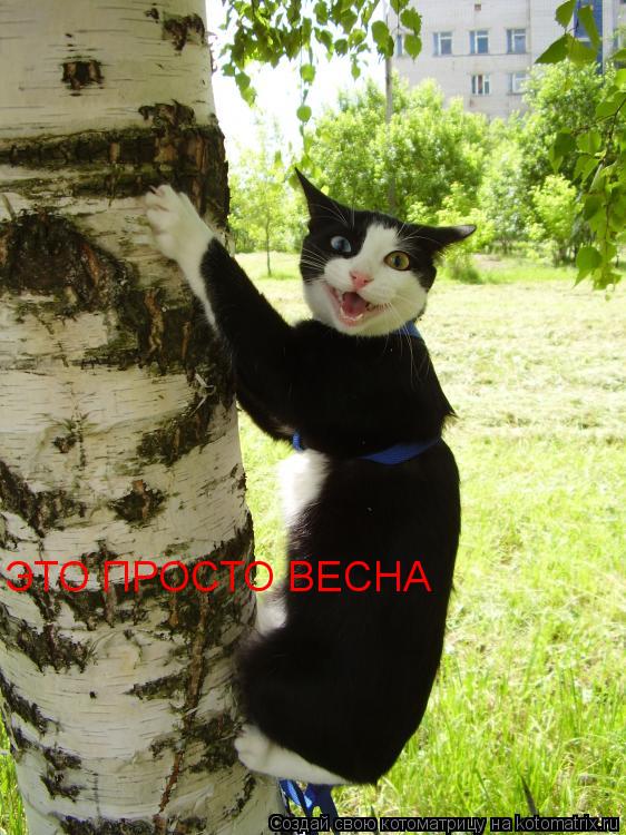 Котоматрица: ЭТО ПРОСТО ВЕСНА