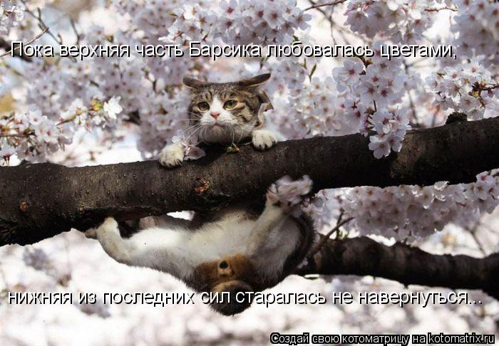 Пока верхняя часть Барсика любовалась цветами, нижняя из последних сил старалась не навернуться...... Котоматрица: Пока верхняя часть Барсика любовалась цветами, нижняя из последних сил старалась не навернуться...