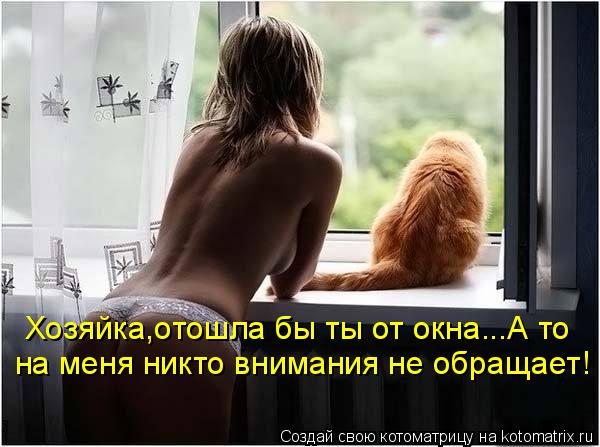 Котоматрица: Хозяйка,отошла бы ты от окна...А то  на меня никто внимания не обращает!