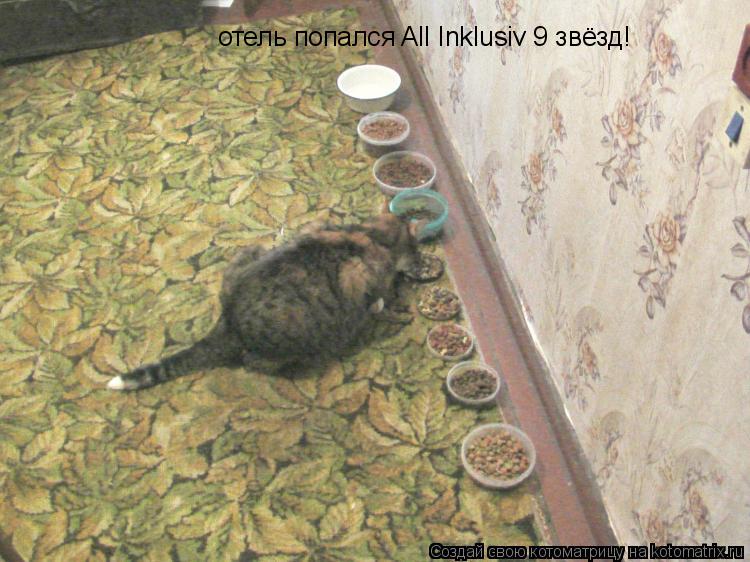 Котоматрица: отель попался All Inklusiv 9 звёзд!