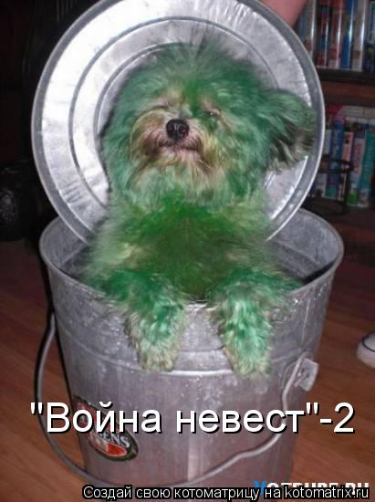 Котоматрица: "Война невест"-2