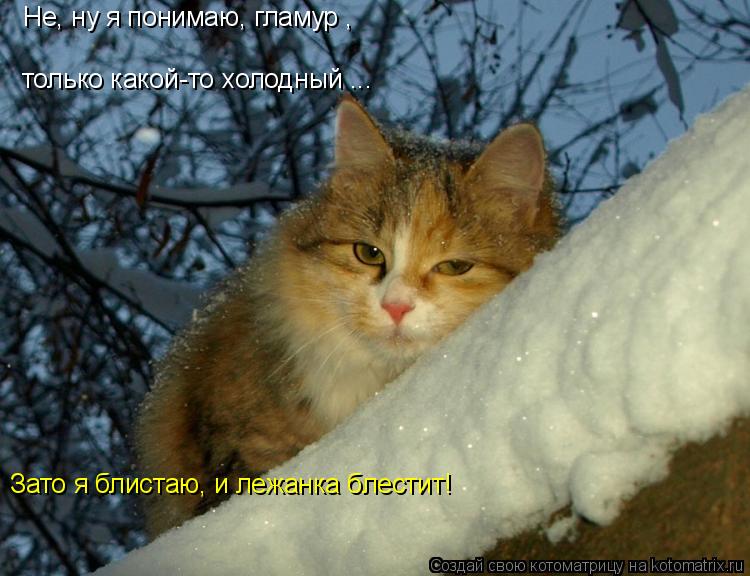 Котоматрица: Не, ну я понимаю, гламур ,  только какой-то холодный ... Зато я блистаю, и лежанка блестит!