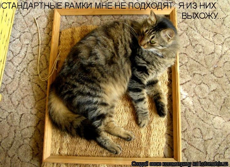 Котоматрица: СТАНДАРТНЫЕ РАМКИ МНЕ НЕ ПОДХОДЯТ: Я ИЗ НИХ ВЫХОЖУ...