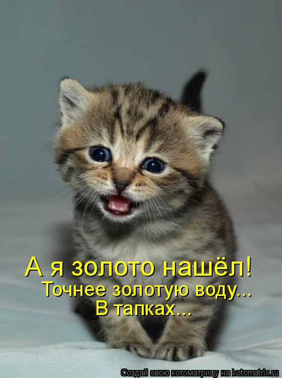Котоматрица: А я золото нашёл! Точнее золотую воду... В тапках...