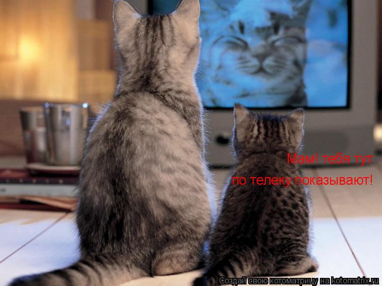 Мам! тебя тут по телеку показывают!... Котоматрица: Мам! тебя тут по телеку показывают!
