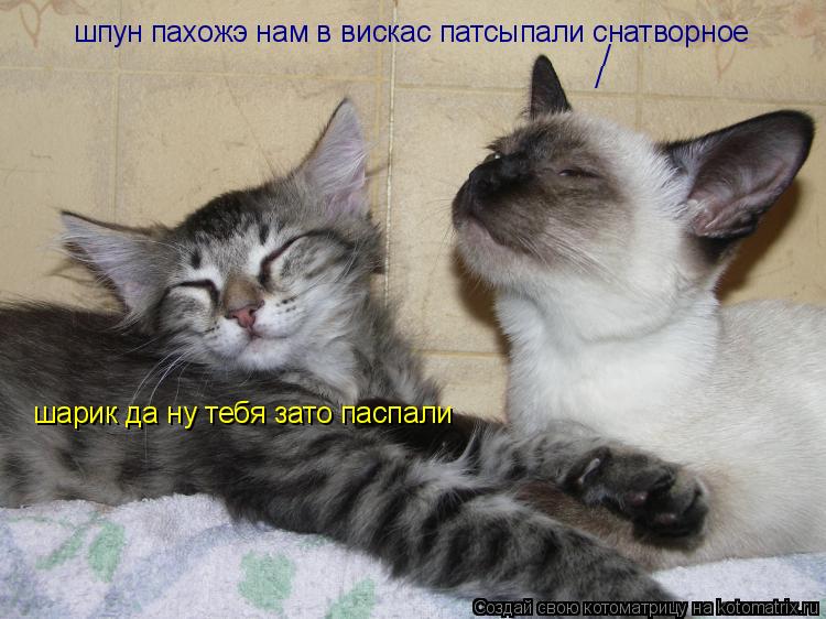 шарик да ну тебя зато паспали шпун пахожэ нам в вискас патсыпали снатворное / /... Котоматрица: шарик да ну тебя зато паспали шпун пахожэ нам в вискас патсыпали снатворное / /