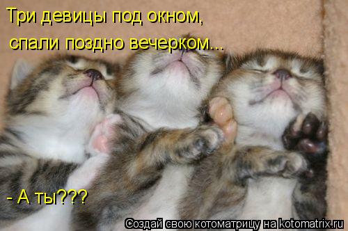 Три девицы под окном, спали поздно вечерком... - А ты???... Котоматрица: Три девицы под окном, спали поздно вечерком... - А ты???